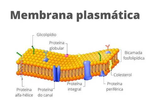 A Estrutura da Membrana Celular