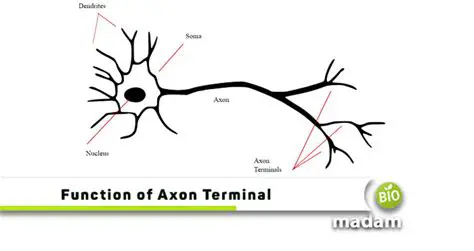 Access the Terminal Function