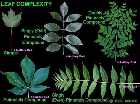 Analysis and Benefits of Building Leaf Feed