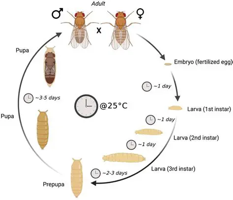 Aspect of Fly Biology that can be Better Understood