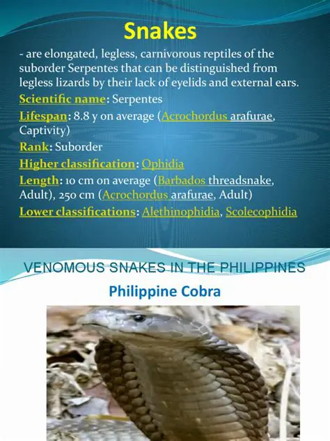 Benefits of Using PDF Snake