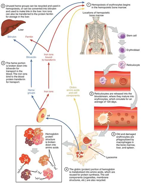 Breakdown of Red Blood Cells