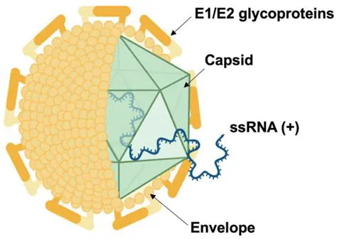 Challenges in Developing a Hepatitis C Vaccine