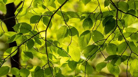Connection Pattern on the Leaves