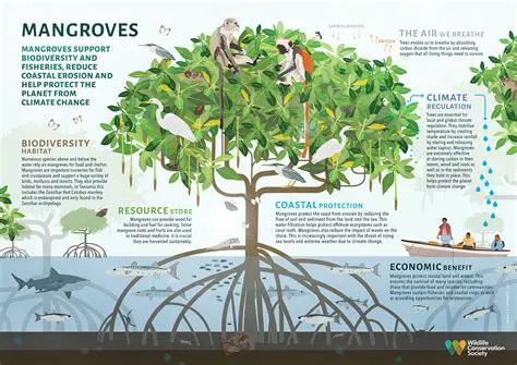 Conservation and management of mangrove forests