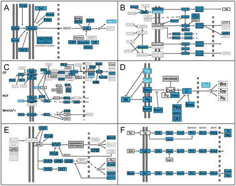 Conserved developmental pathways