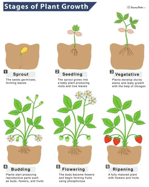 Dependence on plant growth