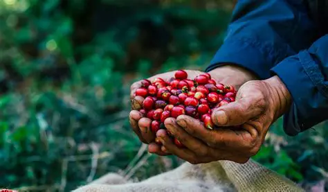 Driving Factors of Coffee Agriculture in Aekraja Village
