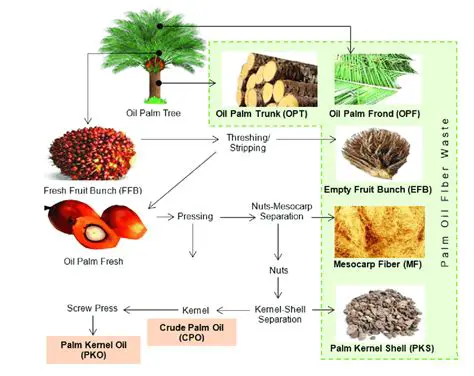 Early Raw Palm Oil Quality