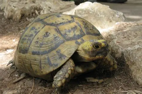 Ejemplos de Tortugas de Tierra