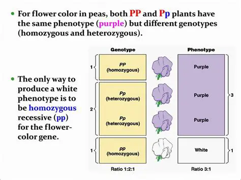 Expected Phenotype of a Flower with Genotype RP