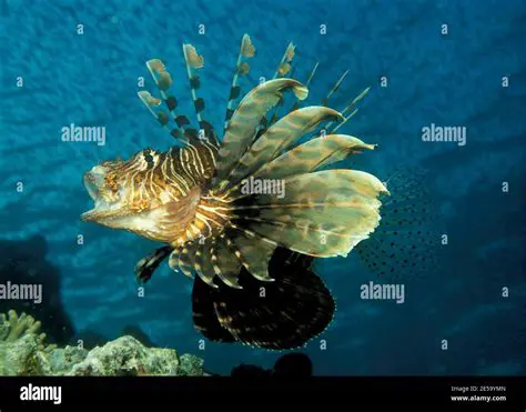 Features of Pterois Miles Wallpaper