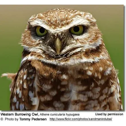 Frequently Asked Questions About the Western Burrowing Owl