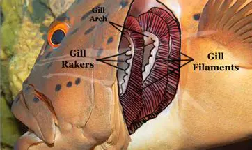 Gill slits that turn into gills