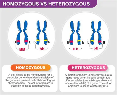 Homozygous and Heterozygous Individuals