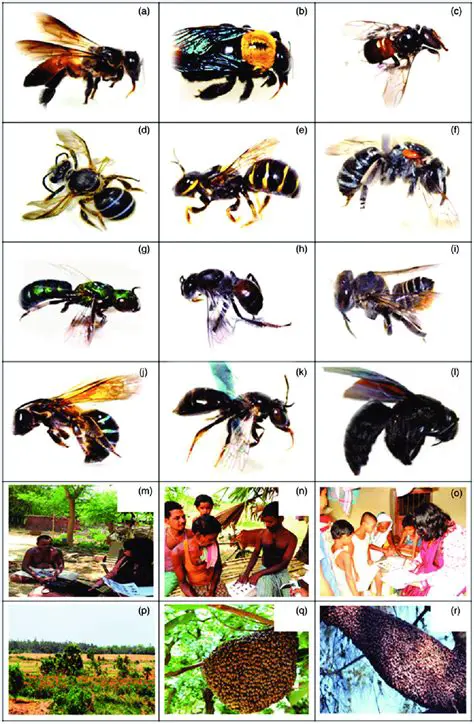 Key Features of Apis Ceratina