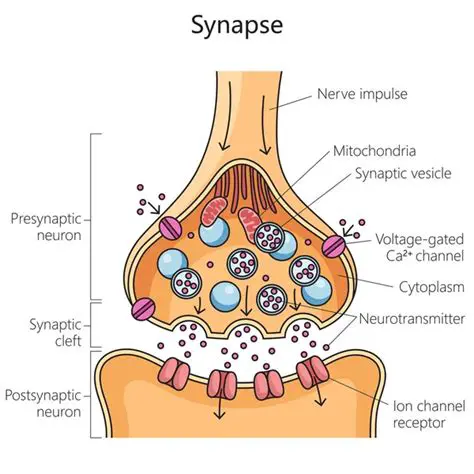 Key Features of Synapse Portal