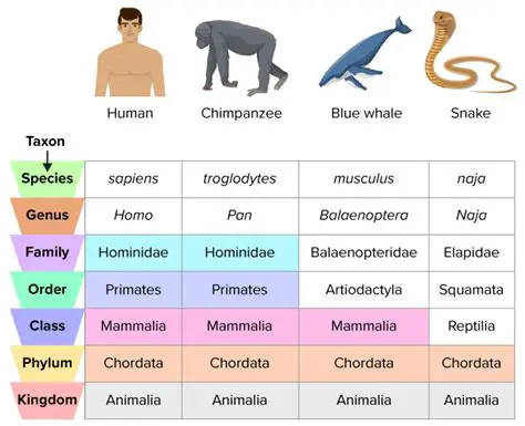 Key Features of the Taxonomic Workbench