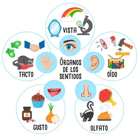 La Importancia de los 5 Sentidos en la Vida Humana