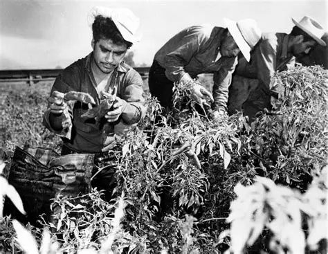Mexican Labor and the Bracero Program