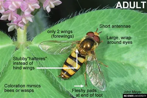 Other Adaptations of Hover Flies
