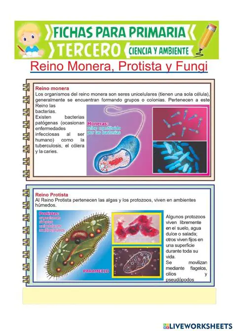 Preguntas y Respuestas sobre las Moneras