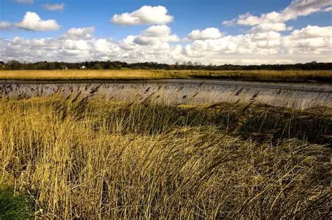 Preserving and restoring wetlands