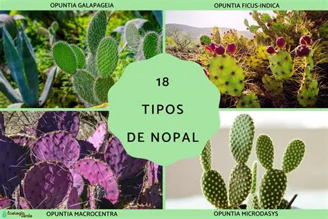 Puedes ver la variedad de plantas