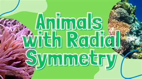 Radial Symmetry in Octopuses
