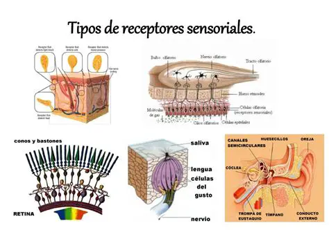 Receptores sensoriales externos
