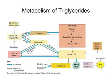 Regulation of Glyceride Metabolism
