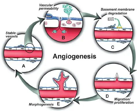 The Angiogenesis Process and Endometriosis
