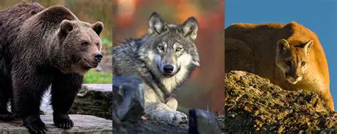 The Bear: An Enigmatic Apex Predator of Global Ecosystems