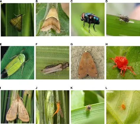 The Blame for Crops Not Growing or Disease Striking