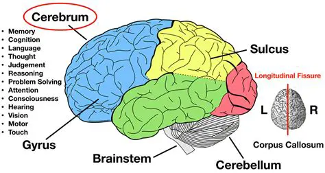 The Composition of the Brain