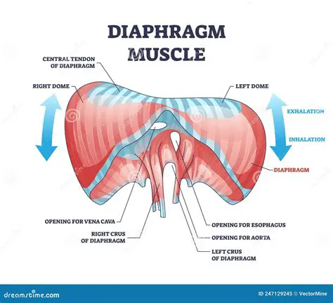 The Descent of the Diaphragm During Inspiration