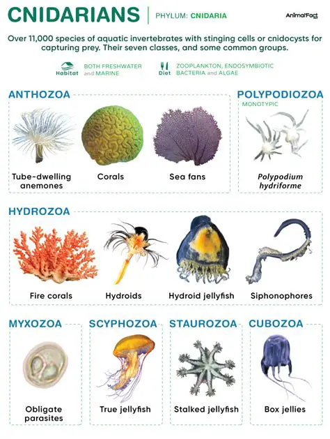 The Fossil Record of Cnidarians