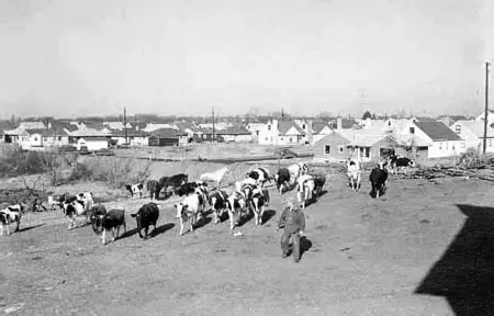The History of White Flight