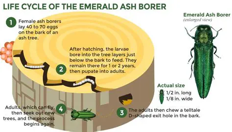 The Impact of the Emerald Ash Borer on Ash Trees