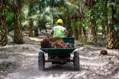 The Importance of Belt Conveyor Planning in the Palm Oil Industry