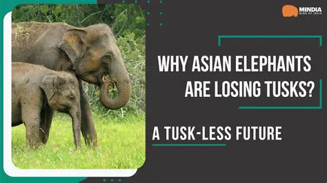 The Importance of Elephant Tusks in Conservation Efforts