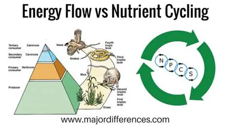 The Importance of Energy Flow