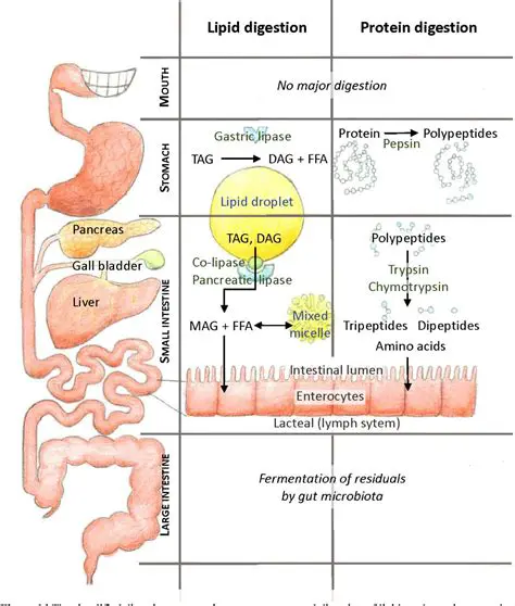 The Importance of Micelles in Lipid Digestion and Absorption