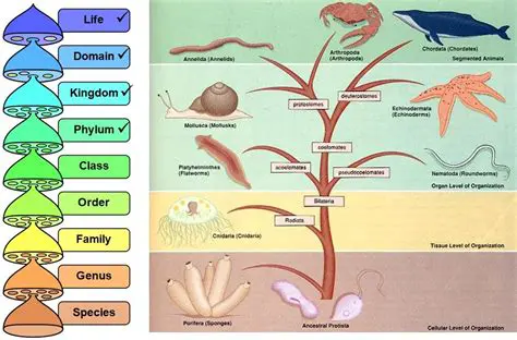 The Importance of Phyla in Classification