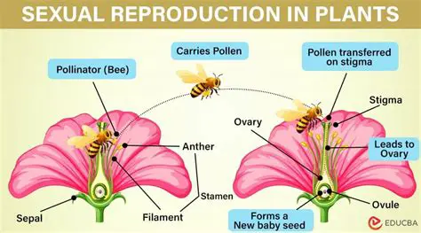 The Importance of Sexual Reproduction in Plants