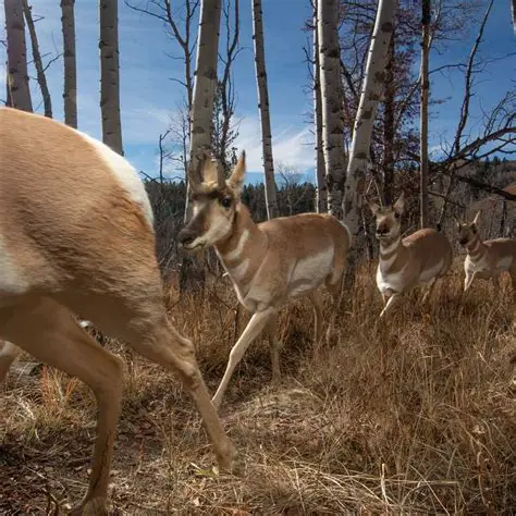 The Importance of Wildlife Conservation in Green Open Space