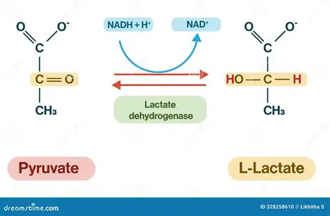 The Lactate to Pyruvate Conversion