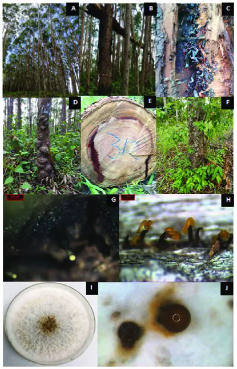 The Role of Rainfall in Eucalyptus Urograndis Growth