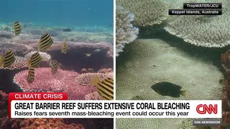 The role of solar irradiance in coral bleaching