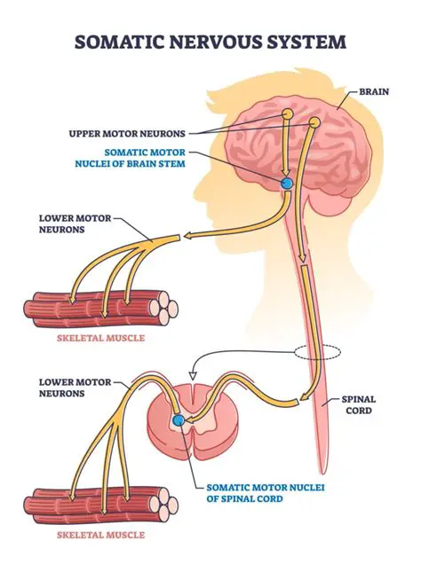 The Role of the Somatic Nervous System in Writing